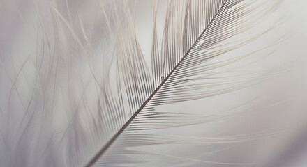 Close up of a delicate white feather showing intricate details against a soft white background image