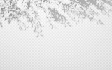 Abstract shadow overlay from tree branch on a transparent background.