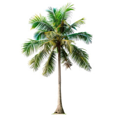 Isolated tropical palm tree, vibrant green fronds, tall trunk