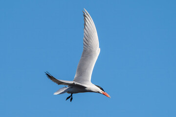 Caspian tern in flight