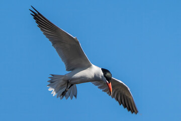Caspian tern in flight