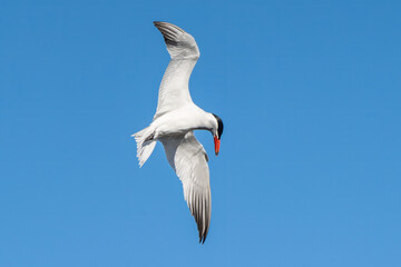 Caspian tern in flight