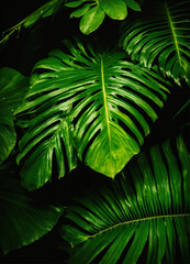 palm tree leaf