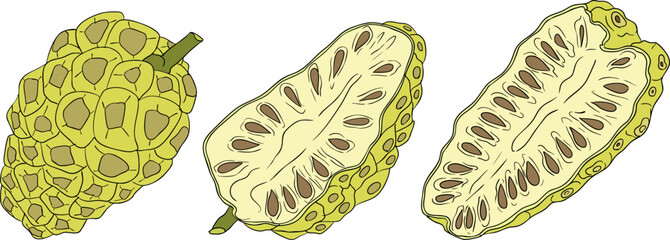 Detailed colored noni fruits,Indian mulberry, great morinda. High quality, versatile vector illustrations.	