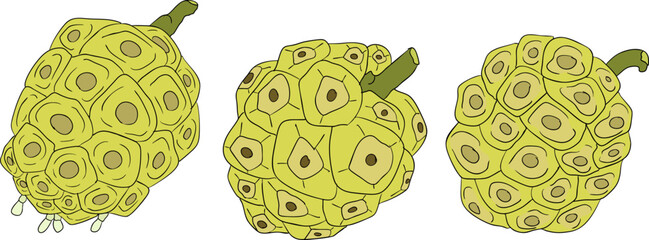 Detailed colored noni fruits,Indian mulberry, great morinda. High quality, versatile vector illustrations.	