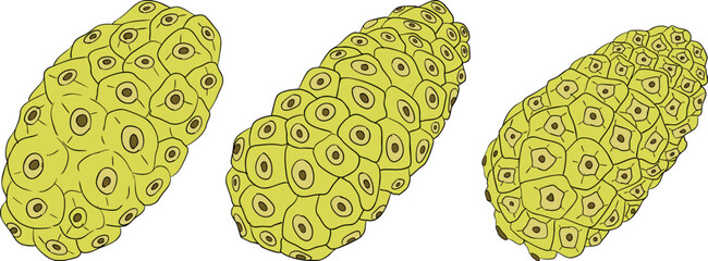 Detailed colored noni fruits,Indian mulberry, great morinda. High quality, versatile vector illustrations.	