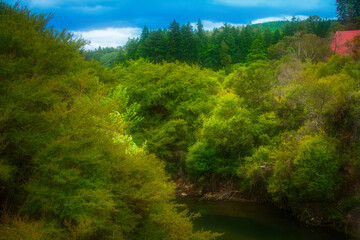 Obraz premium A lush native forest in Rotorua, New Zealand, surrounds a peaceful stream beneath an overcast sky. The vibrant greenery contrasts beautifully with the partially visible red-roofed structure