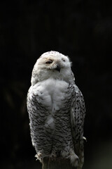 portrait of a eagle