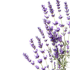 Close-up of lavender sprigs against black
