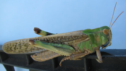 Locust close up