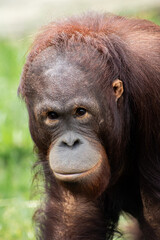 monkey