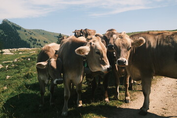 cows in a field