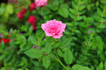 Closeup of a gorgeous Cerise Pink Bourbon Rose Blooming in the Garden