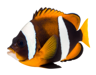 tropical fish in aquarium