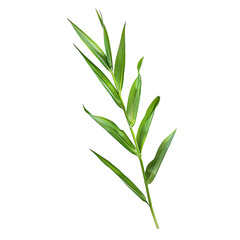 Fototapeta premium Detailed illustration of a sprig of green leaves