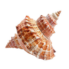 Fototapeta premium Close-up seashell, spiral, intricate patterns