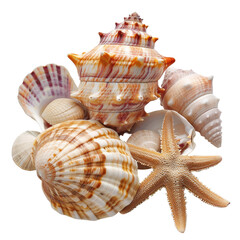 Obraz premium Seashell and starfish cluster