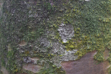 green moss on the stone