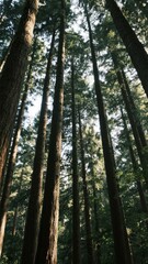 Fototapeta premium Towering Redwood Trees in a Dense Forest