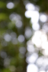 blurred bokeh background