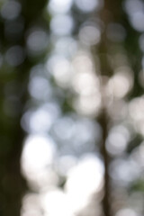 blurred christmas tree