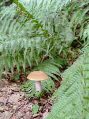 Mushroom Growing in Forest Ferns