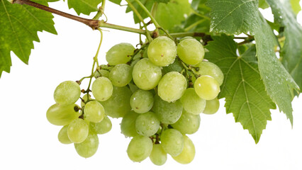 bunch of green grapes
