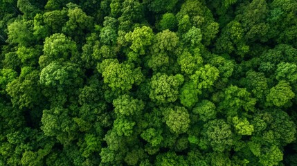 Fototapeta premium view from helicopter flying over forest canopy, crisp colors