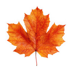 Orange maple leaf isolated on transparent background