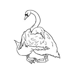 romantic swan couple outline in vector style