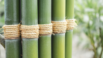 Close-up of bamboo stalks tied with rope in serene outdoor setting