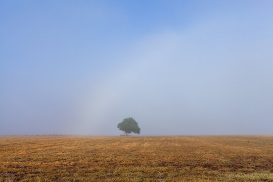 half a fogbow mistbow shining in light mist over rural paddock in farmland with single tree