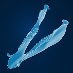 Blue x-ray of animal jawbone on dark background