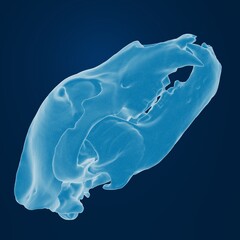 3D rendering of a rodent skull on a dark background.