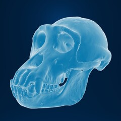 3D rendering of a primate skull on blue background