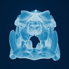 X-ray of a large cat's skull with prominent fangs