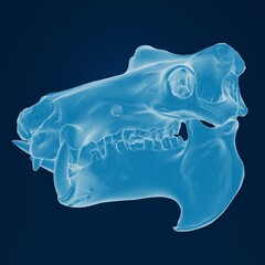 X-ray of a wild animal skull on dark background