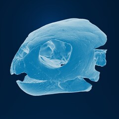 Fossilized fish skull against dark background