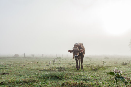 bull cow in misty foggy farm paddock on dewy autumn morning