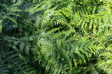 fern leaf background