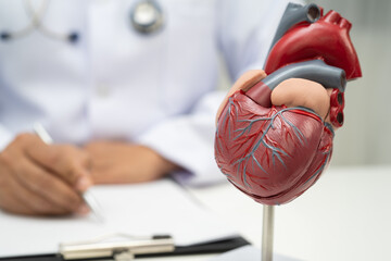 Cardiovascular disease CVD, doctor with heart human model anatomy for treatment patient in hospital.