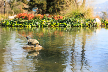 turtle on the rock in the pond, shallow depth of field