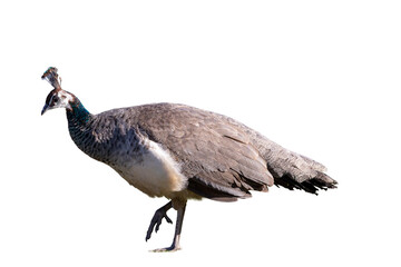 peacock isolated on white background