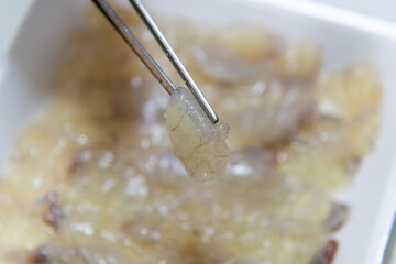 close-up of the puffer fish sashimi at the chopsticks