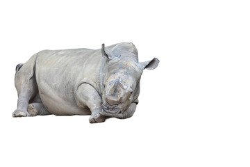 Obraz premium rhino isolated on white background