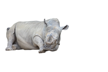 rhino isolated on white background