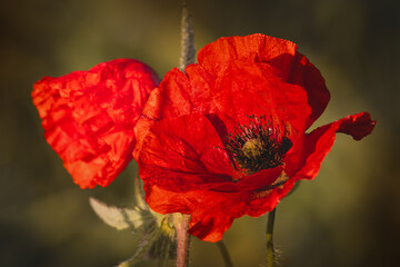Obraz premium Field poppies against a blurred background on a sunny day in June.