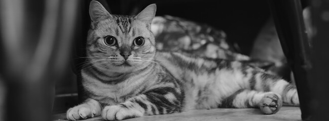 black and white cats