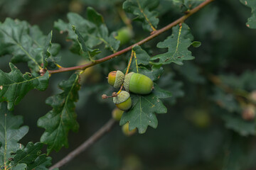 green oak acorns