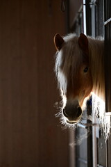 Haflinger der aus einer Box raussieht und Atemwolken auspustet